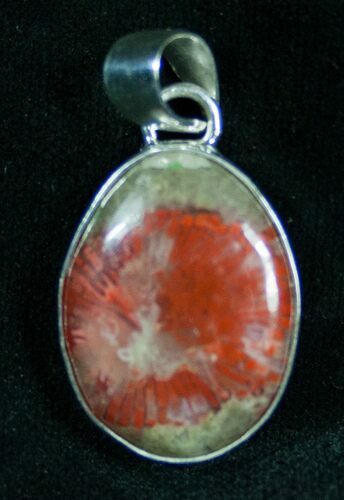 Fossil Red Horn Coral Pendant - Utah #7445